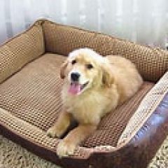 网红宠物床狗窝猫窝冬季保暖加厚可拆洗大小型犬猫咪通用 加厚 白色