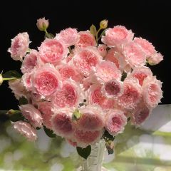 多头莫妮卡戴维